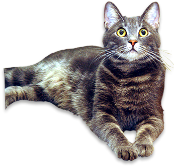 dsgn_787_cat.png